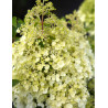 HYDRANGEA paniculata BOBO