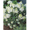 HYDRANGEA paniculata BOBO