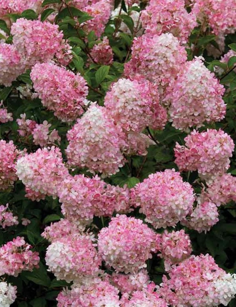 HYDRANGEA paniculata CONFETTI
