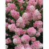 HYDRANGEA paniculata CONFETTI