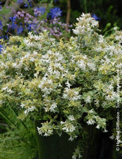ABELIA grandiflora SPARKLING SILVER