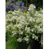 ABELIA grandiflora SPARKLING SILVER