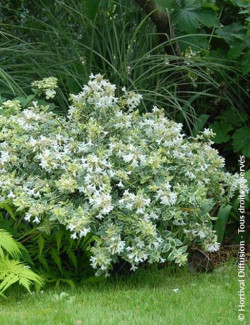 ABELIA grandiflora SPARKLING SILVER