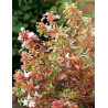 ABELIA SUNSHINE DAYDREAM