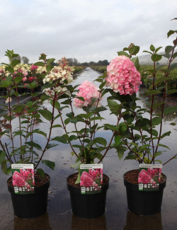 HYDRANGEA paniculata FRAMBOISINE En pot de 3-4 litres