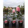 HYDRANGEA paniculata FRAMBOISINE En pot de 3-4 litres