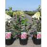 HYDRANGEA paniculata FRAMBOISINE En pot de 3-4 litres