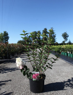 HYDRANGEA paniculata FRAMBOISINE En pot de 10-12 litres