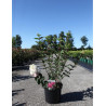 HYDRANGEA paniculata FRAMBOISINE En pot de 10-12 litres