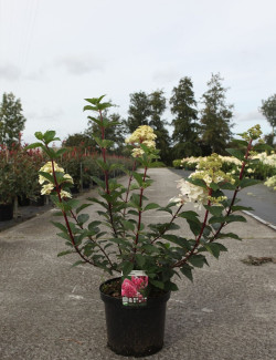 HYDRANGEA paniculata FRAMBOISINE En pot de 10-12 litres