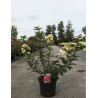 HYDRANGEA paniculata FRAMBOISINE En pot de 10-12 litres