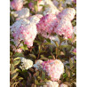 HYDRANGEA paniculata FRAMBOISINE