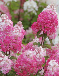 HYDRANGEA paniculata FRAMBOISINE