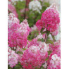 HYDRANGEA paniculata FRAMBOISINE