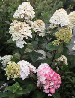 HYDRANGEA paniculata FRAMBOISINE