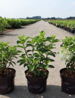 HYDRANGEA paniculata LITTLE HOTTIE En pot de 3-4 litres