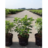 HYDRANGEA paniculata LITTLE HOTTIE En pot de 3-4 litres