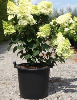 HYDRANGEA paniculata LITTLE HOTTIE En pot de 30-35 litres