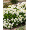 HYDRANGEA paniculata LITTLE HOTTIE
