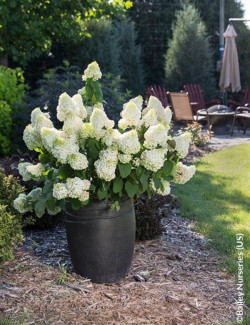 HYDRANGEA paniculata LITTLE HOTTIE