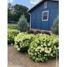 HYDRANGEA paniculata LITTLE HOTTIE