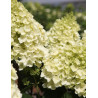 HYDRANGEA paniculata LITTLE HOTTIE