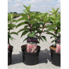 HYDRANGEA paniculata PINKY WINKY En pot de 3-4 litres