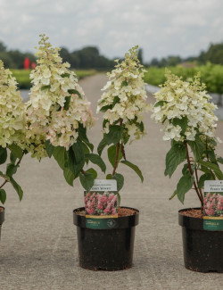 HYDRANGEA paniculata PINKY WINKY En pot de 3-4 litres