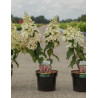 HYDRANGEA paniculata PINKY WINKY En pot de 3-4 litres