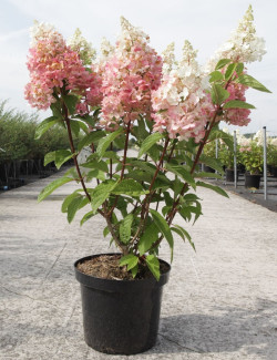 HYDRANGEA paniculata PINKY WINKY En pot de 10-12 litres