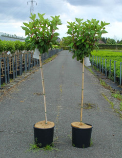 HYDRANGEA paniculata PINKY WINKY En pot de 12-15 litres forme tige hauteur du tronc 090-110 cm
