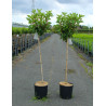HYDRANGEA paniculata PINKY WINKY En pot de 12-15 litres forme tige hauteur du tronc 090-110 cm