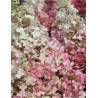 HYDRANGEA paniculata PINKY WINKY