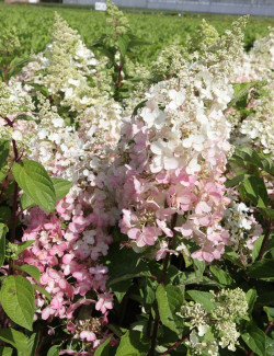 HYDRANGEA paniculata PINKY WINKY