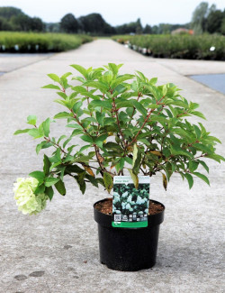 HYDRANGEA paniculata POLAR BEAR En pot de 3-4 litres
