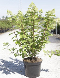 HYDRANGEA paniculata POLAR BEAR En pot de 10-12 litres