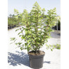 HYDRANGEA paniculata POLAR BEAR En pot de 10-12 litres