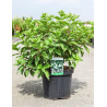 HYDRANGEA paniculata POLAR BEAR En pot de 10-12 litres
