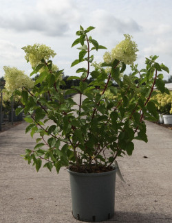 HYDRANGEA paniculata POLAR BEAR En pot de 30-35 litres