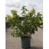 HYDRANGEA paniculata POLAR BEAR En pot de 30-35 litres