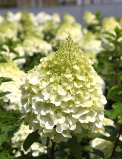 HYDRANGEA paniculata POLAR BEAR