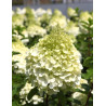 HYDRANGEA paniculata POLAR BEAR