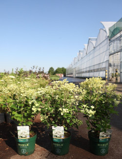 HYDRANGEA paniculata POLESTAR En pot de 3-4 litres