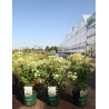 HYDRANGEA paniculata POLESTAR En pot de 3-4 litres