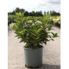 HYDRANGEA paniculata POLESTAR En pot de 10-12 litres