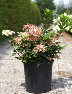 HYDRANGEA paniculata POLESTAR En pot de 25-30 litres