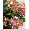 HYDRANGEA paniculata POLESTAR