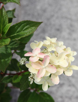 HYDRANGEA paniculata POLESTAR