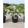HYDRANGEA paniculata WIM'S RED En pot de 3-4 litres