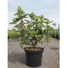 HYDRANGEA paniculata WIM'S RED En pot de 10-12 litres
